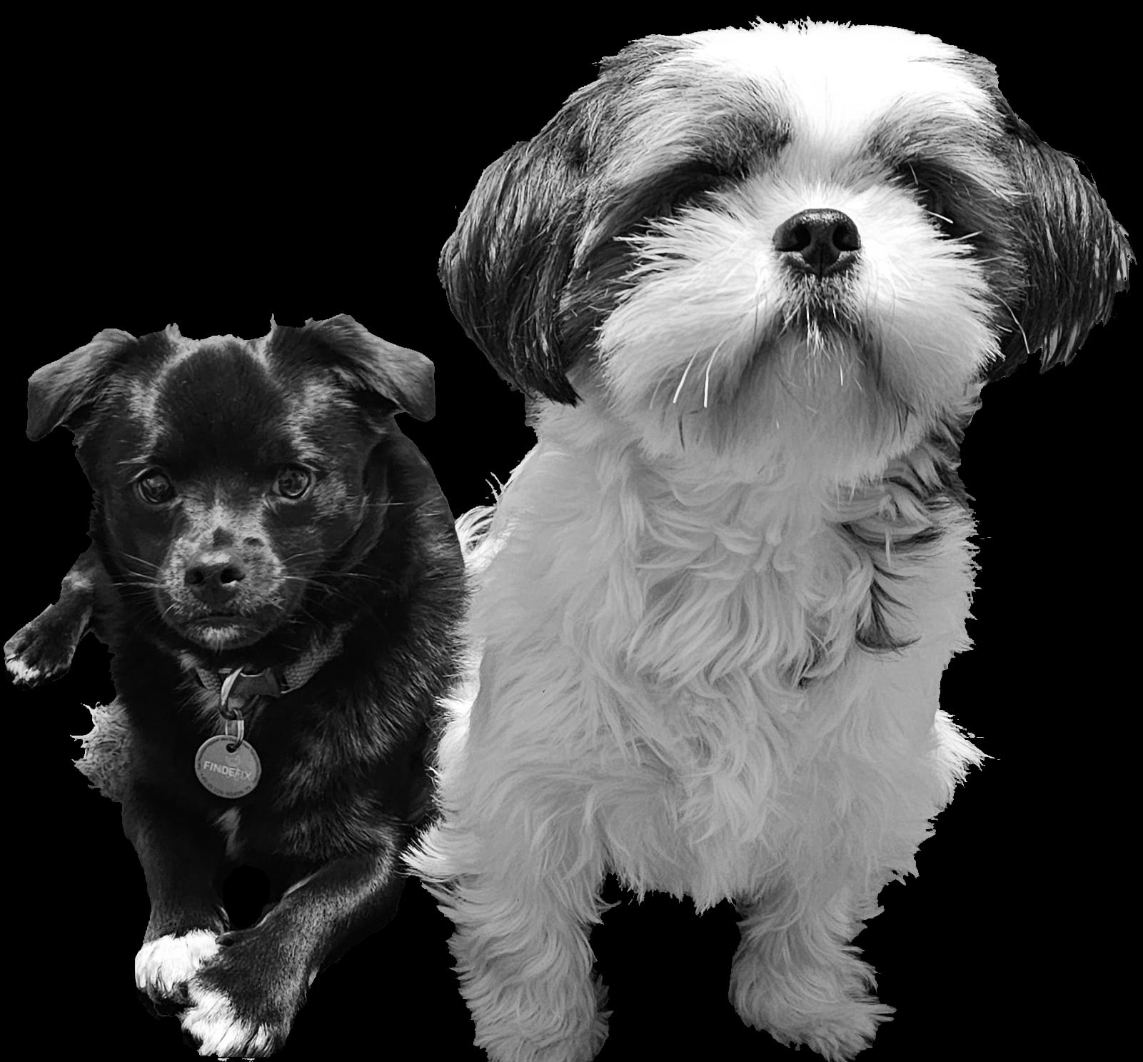 Muffin und der Ninja