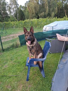 Schäferhund sitzt auf einem Campingstuhl und ist aufmerksam gespannt.